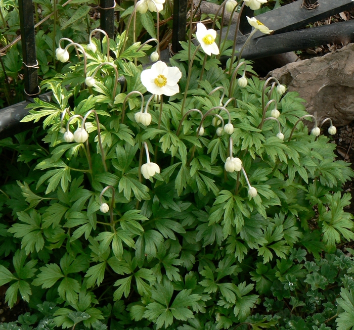 Snowdrop Windflower - Anemone sylvestris