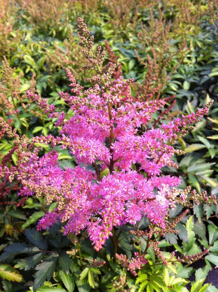 Astilbe 'younique Lilac' 