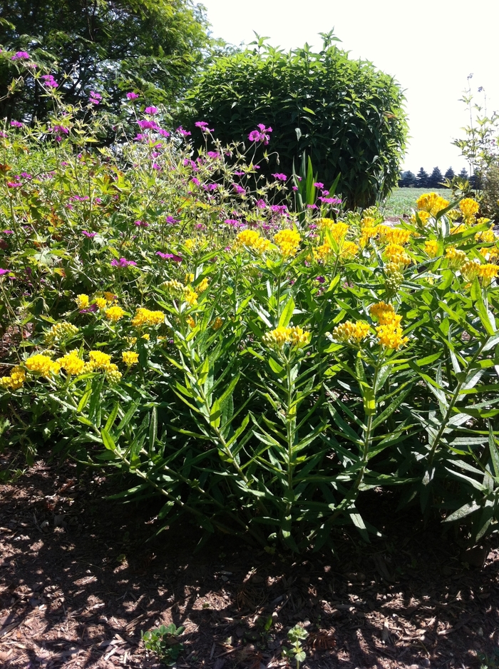 Butterfly Milkweed - Asclepias tuberosa 'Hello Yellow' Butterfly Milkweed - Asclepias tuberosa 'Hello Yellow'