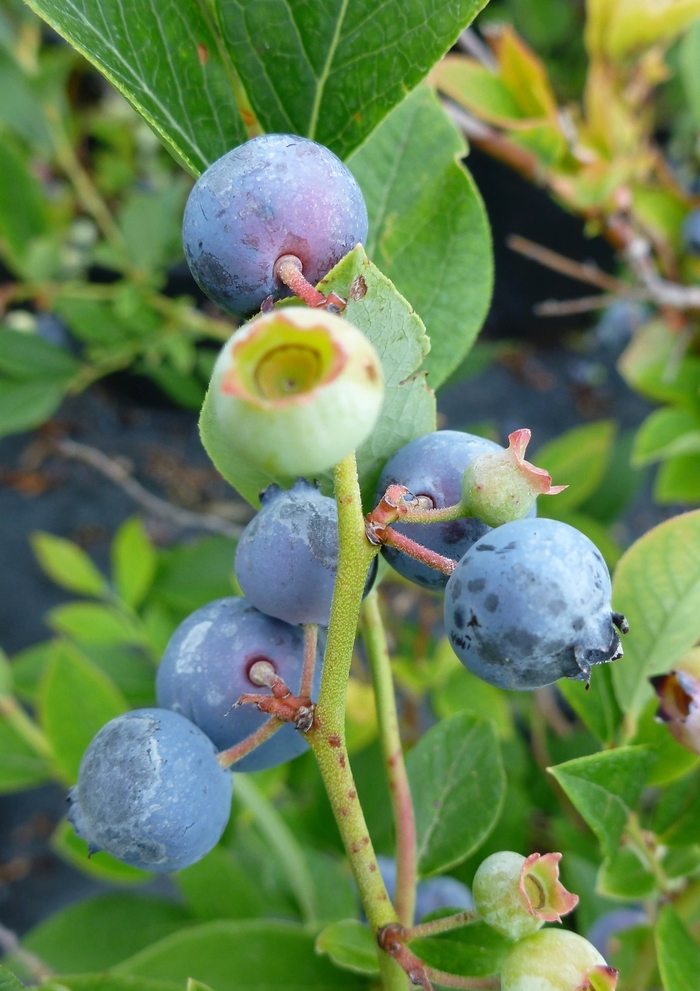 Polaris Blueberry - Blueberry 'Polaris'