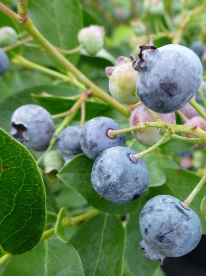 Northblue Blueberry - Blueberry 'Northblue'