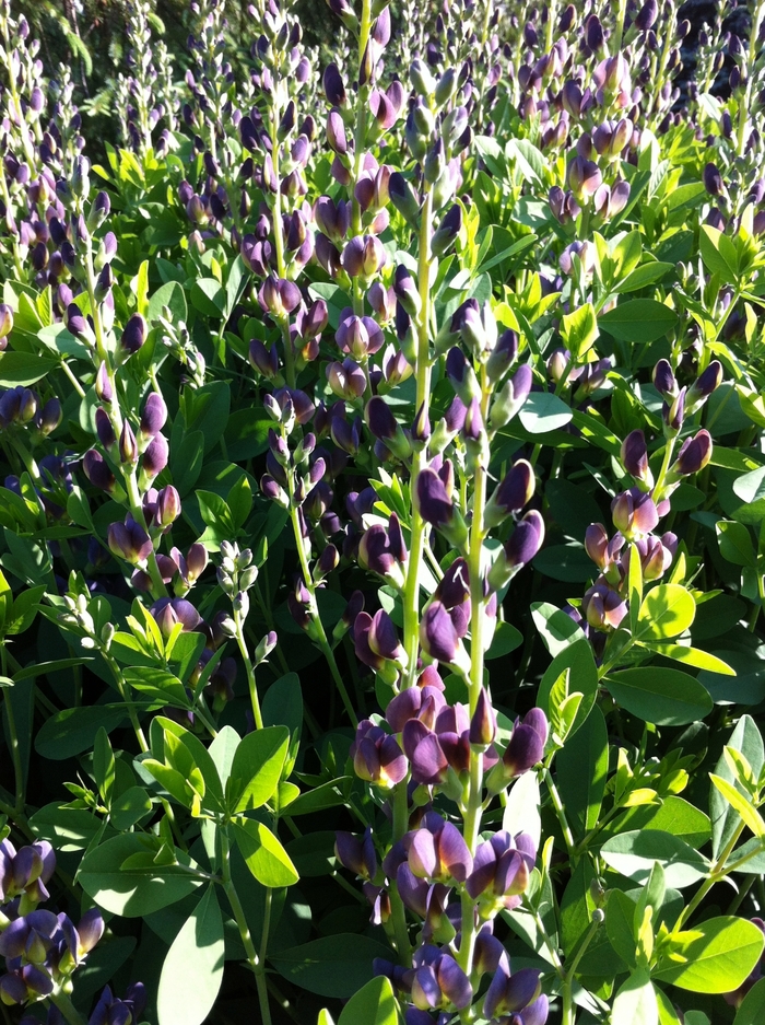 Prairieblues™ 'Twilite' - Baptisia (False Indigo) Prairieblues™ 'Twilite' - Baptisia (False Indigo)