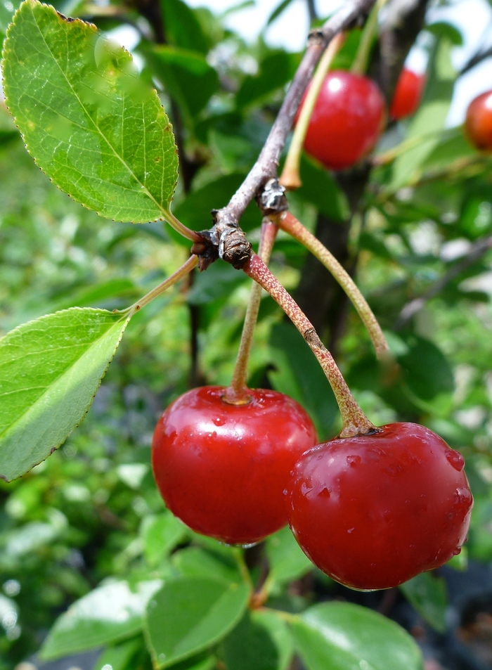 Evans Bali Cherry - Cherry 'Bali' Evans Bali Cherry - Cherry 'Bali'