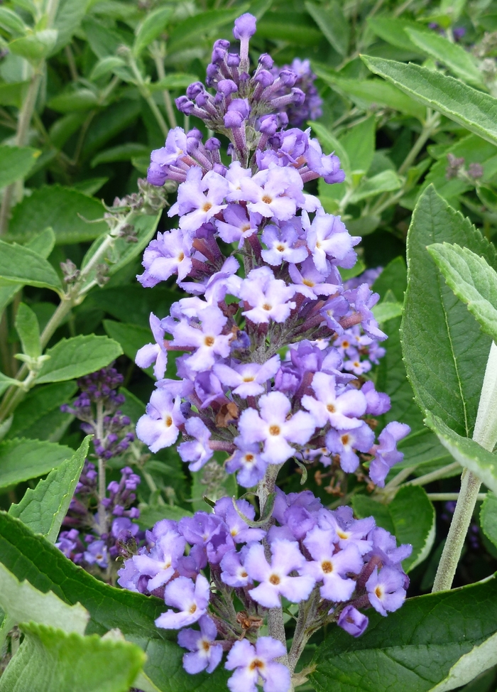 Butterfly Bush - Buddleia Pugster Blue Butterfly Bush - Buddleia Pugster Blue
