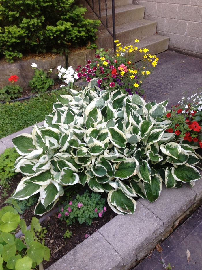 'Patriot' - Hosta (Plantain Lily)
