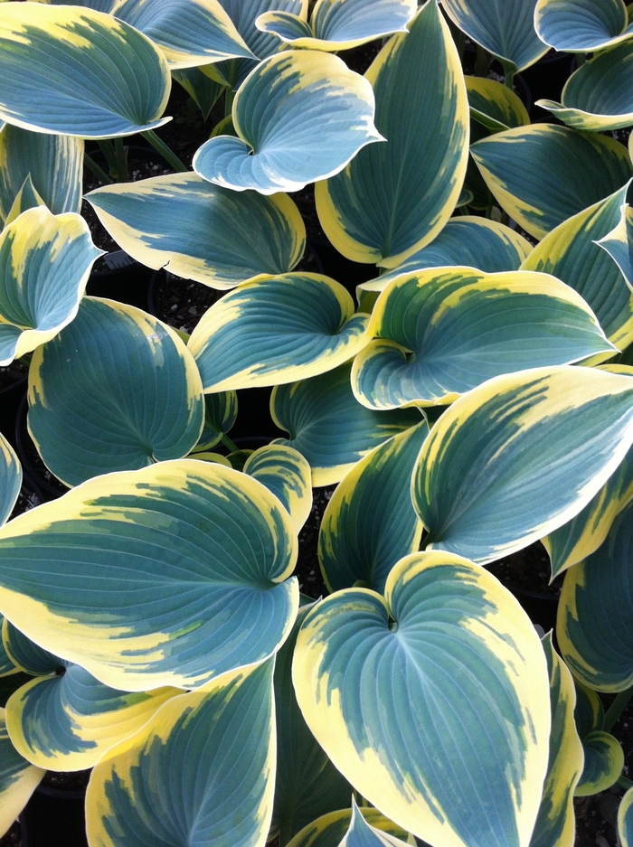 Plantain Lily - Hosta 'Blue Ivory'