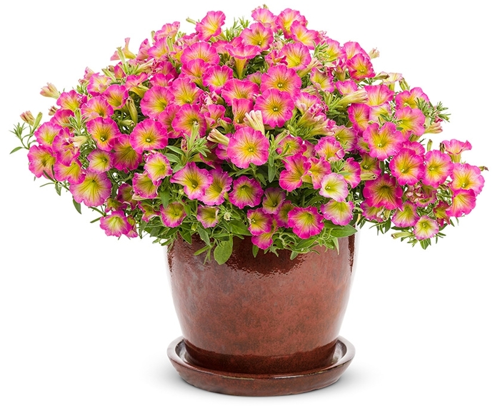 Supertunia® Daybreak Charm - Petunia hybrid Supertunia® Daybreak Charm - Petunia hybrid