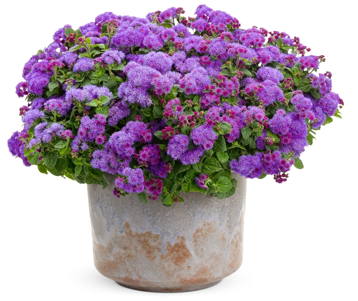 Artist® Blue - Ageratum hybrid Artist® Blue - Ageratum hybrid