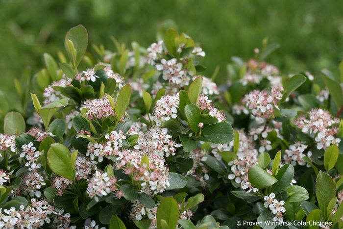 Low Scape® Mound - Aronia melanocarpa Low Scape® Mound - Aronia melanocarpa