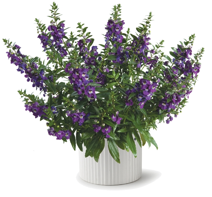 Summer Snapdragon - Angelonia angustifolia 'Alonia™ Big Blue' Summer Snapdragon - Angelonia angustifolia 'Alonia™ Big Blue'