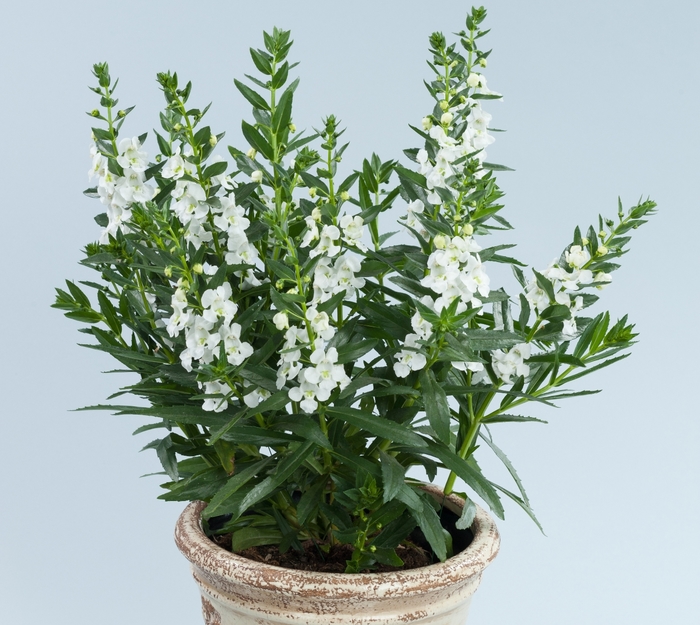 Summer Snapdragon - Angelonia angustifolia 'Alonia™ Big Snow' Summer Snapdragon - Angelonia angustifolia 'Alonia™ Big Snow'