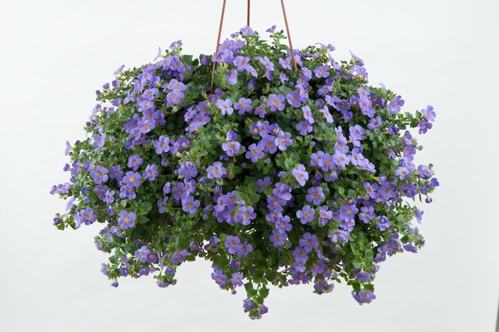 Scopia® 'Gulliver Blue' - Sutera cordata (Bacopa) Scopia® 'Gulliver Blue' - Sutera cordata (Bacopa)
