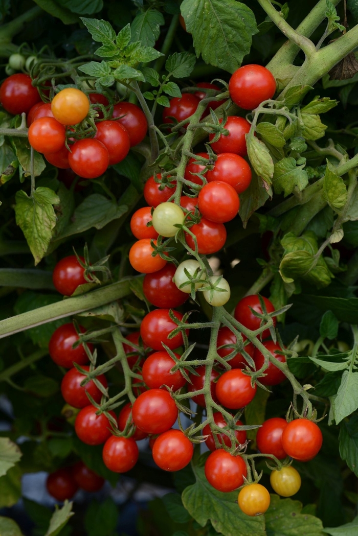 'Candyland Red' Currant Tomato - Lycopersicon esculentum