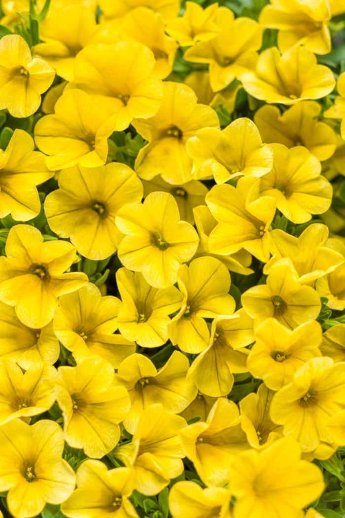 Superbells® 'Yellow' - Calibrachoa Superbells® 'Yellow' - Calibrachoa