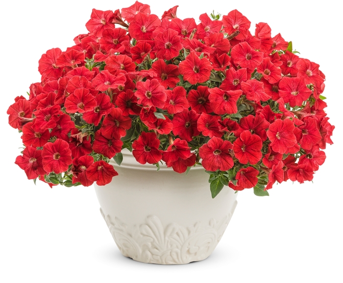 Supertunia® Really Red - Petunia hybrid Supertunia® Really Red - Petunia hybrid