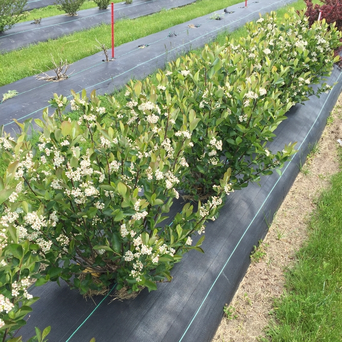 Low Scape® Hedger - Aronia melanocarpa Low Scape® Hedger - Aronia melanocarpa