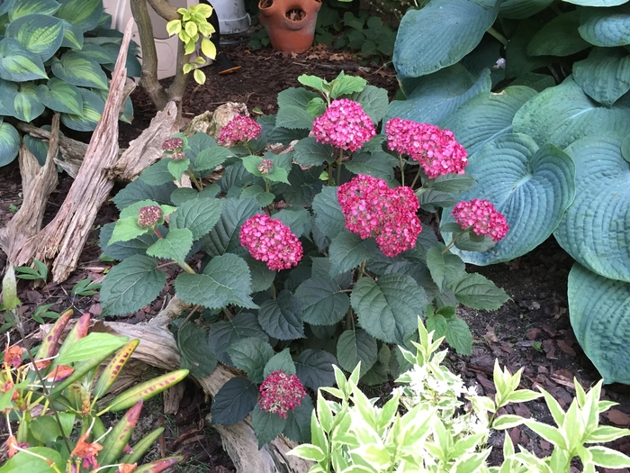 Invincibelle® Ruby - Hydrangea arborescens Invincibelle® Ruby - Hydrangea arborescens