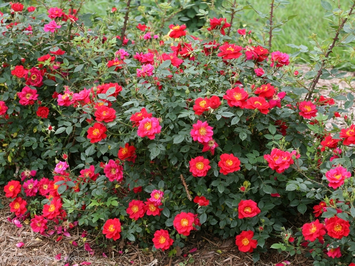 Oso Easy® Urban Legend® - Rosa x Oso Easy® Urban Legend® - Rosa x