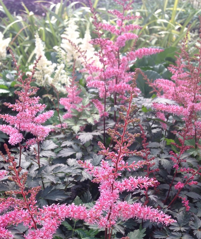 Astilbe - Astilbe simplicifolia 'Key West' Astilbe - Astilbe simplicifolia 'Key West'