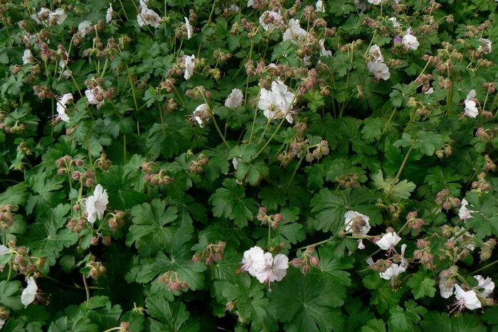 'Biokovo' Dwarf Cransebill - Geranium x cantabrigiense 'Biokovo' Dwarf Cransebill - Geranium x cantabrigiense