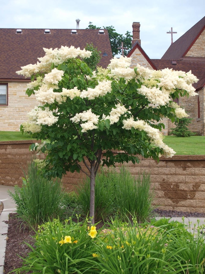 Syringa reticula 'Snowcap' | Snowcap™ Japanese Tree Llilac | Jim ...