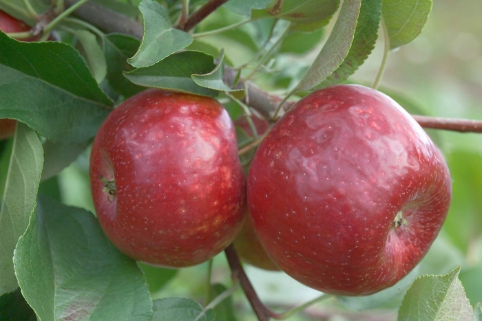 Haralred® Apple - Malus 'Lautz' 