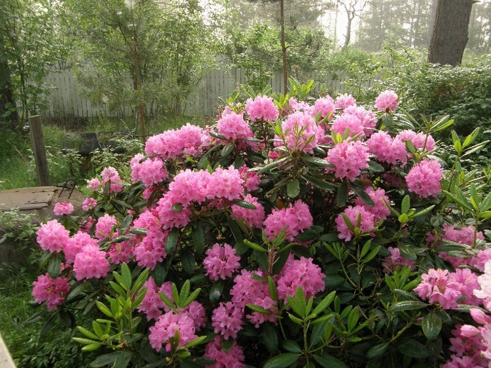 Hellikki Rhododendron - Rhododendron 'Hellikki' 