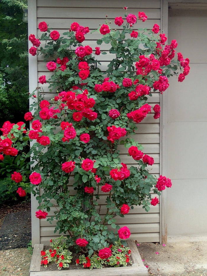Ramblin' Red® Climbing Rose - Rosa 'RADramblin' Rose