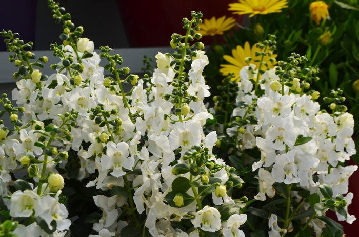 Alonia™ Summer Snapdragon - Angelonia angustifolia 'Snowball' COPY Alonia™ Summer Snapdragon - Angelonia angustifolia 'Snowball' COPY