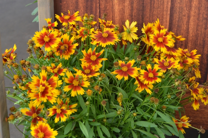 UpTick™ Gold and Bronze - Coreopsis 'Baluptgonz' PP28882 (Tickseed)