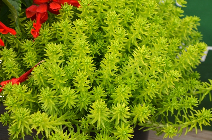 Lemon Coral - Sedum Lemon Coral - Sedum