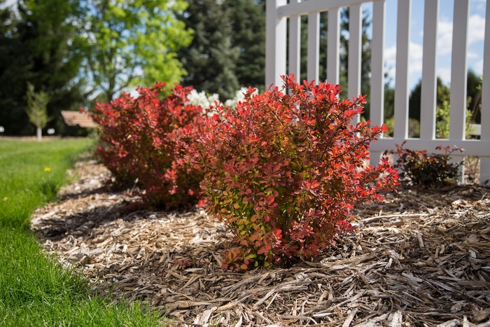 Toscana™ Barberry - Berberis thunbergii BailJulia Toscana™ Barberry - Berberis thunbergii BailJulia