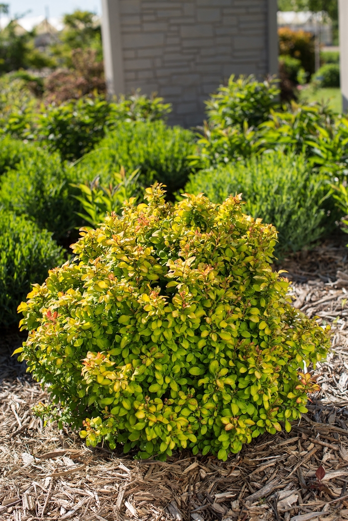 'Limoncello™' Barberry - Berberis thunbergii