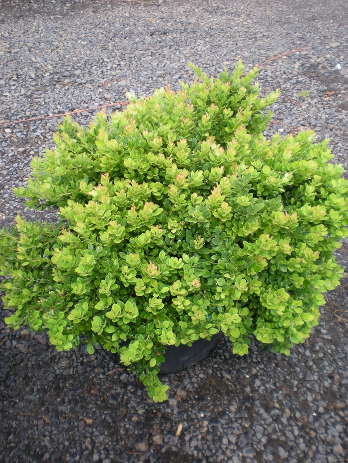 Moscato™ Barberry - Berberis thunbergii Moscato™ Barberry - Berberis thunbergii