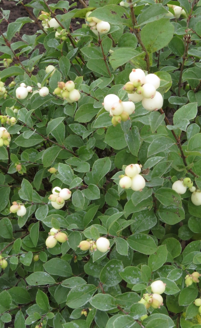 Galaxy™ - Symphoricarpos x doorenbosii Galaxy™ - Symphoricarpos x doorenbosii
