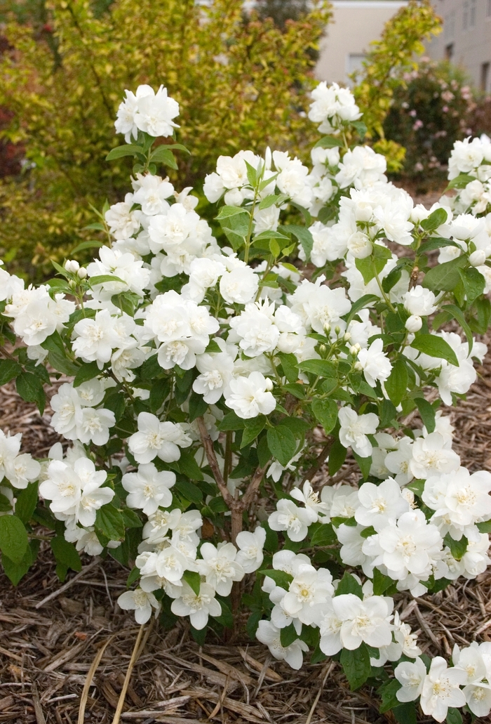 Snow White™ - Philadelphus hybrid Snow White™ - Philadelphus hybrid