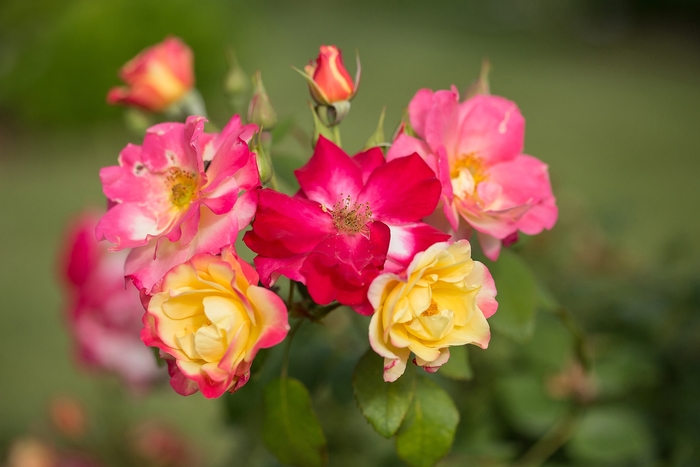 'Campfire' Rose - Rosa 