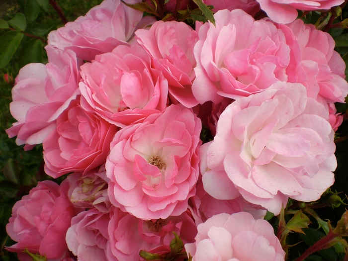 Easy Elegance® 'Pinktopia' Rose - Rosa hybrid