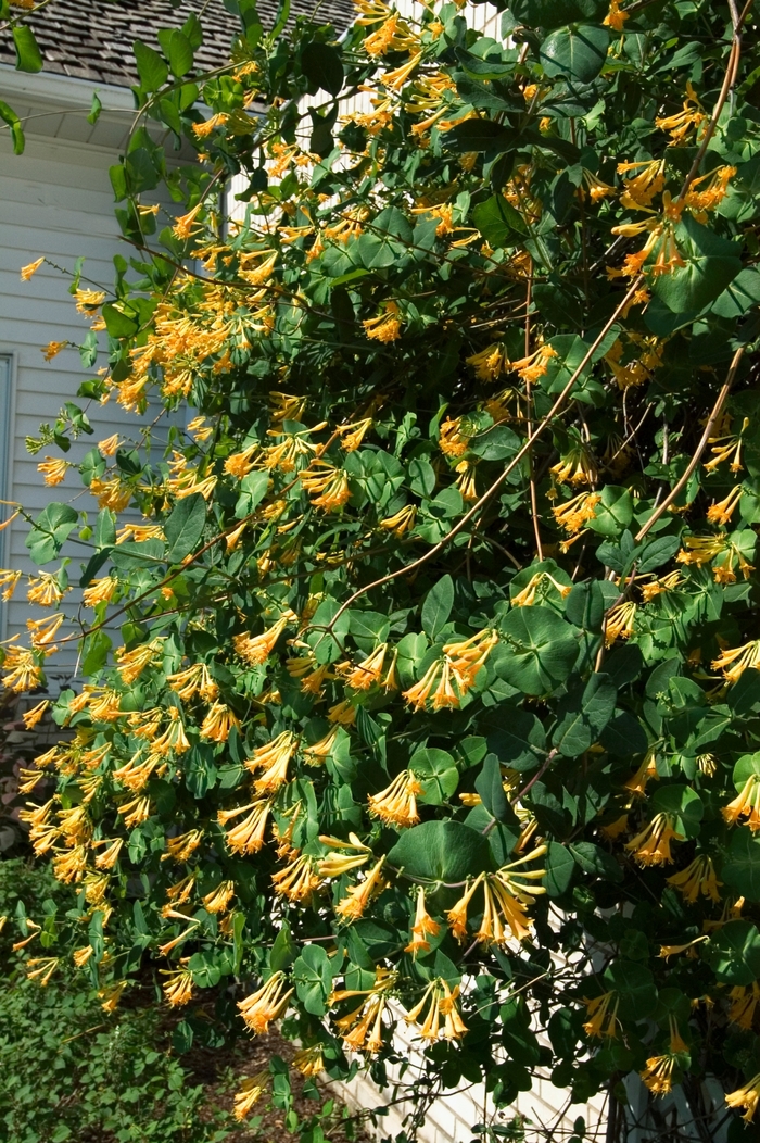 Honeybelle™ Honeysuckle - Lonicera x brownii Honeybelle™ Honeysuckle - Lonicera x brownii