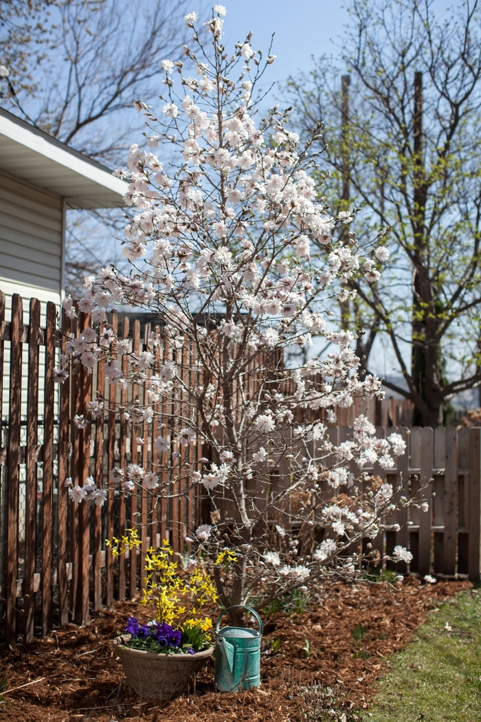 'Centennial Blush' - Magnolia stellata 