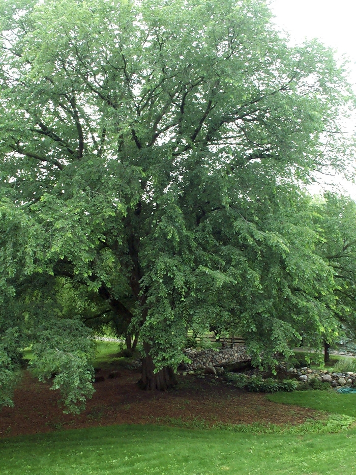 'St Croix™' American Elm - Ulmus americana