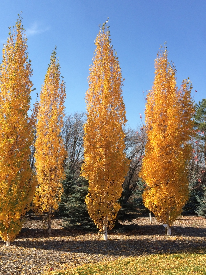 'Parkland Pillar®' Birch - Betula platyphylla