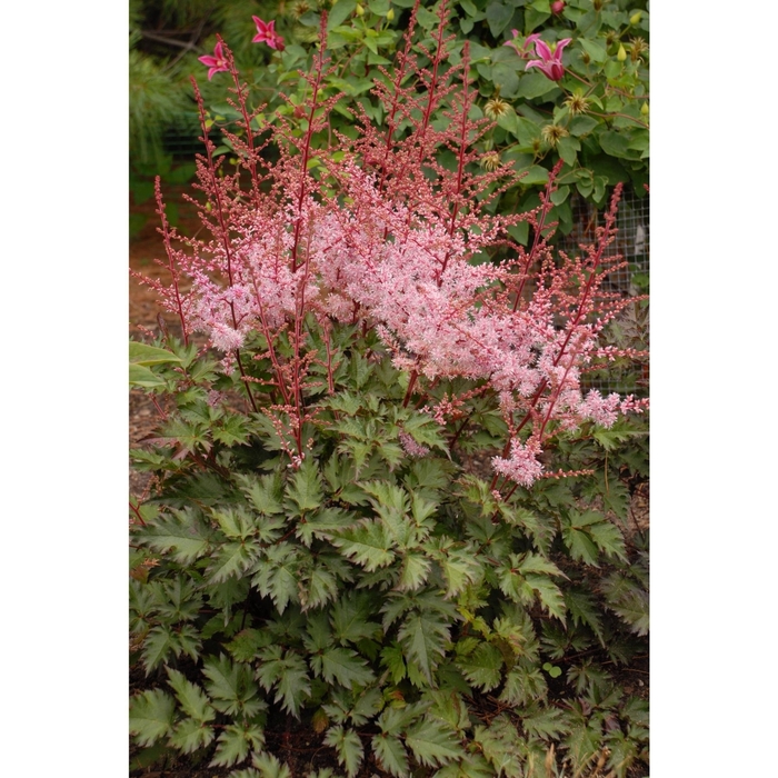 Delft Lace Astilbe Pink - Astilbe Chinensis Delft Lace