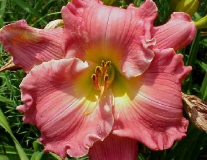 Daylily - Hemerocallis Hush Little Baby Daylily - Hemerocallis Hush Little Baby