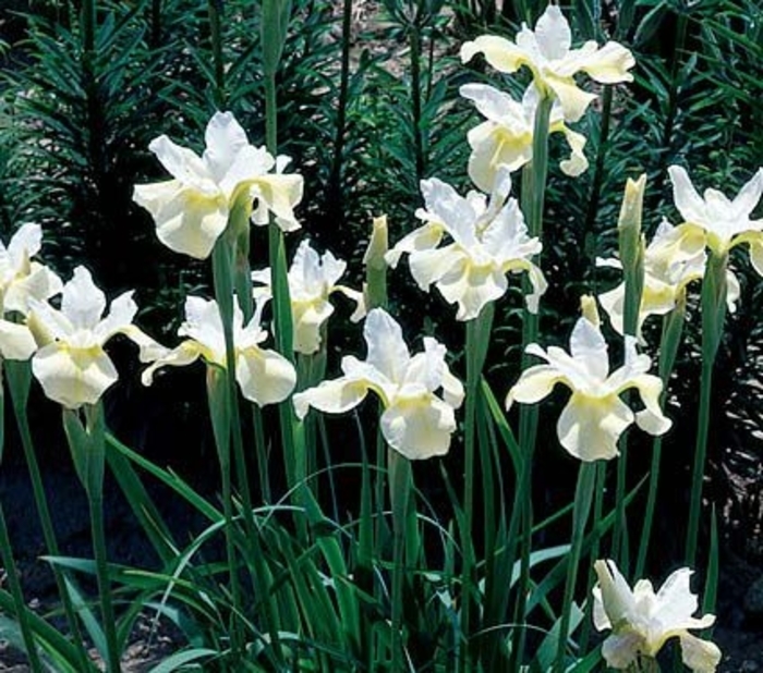 Butter and Sugar - Iris sibirica 