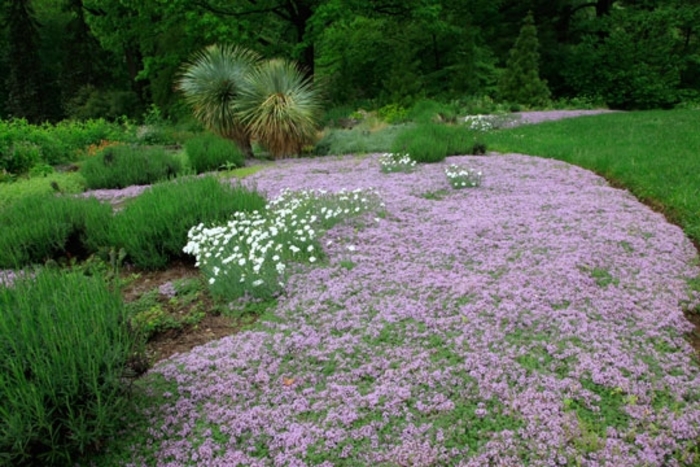 Purple Carpet Creeping Thyme - Thymus praecox 'Purple Carpet' 