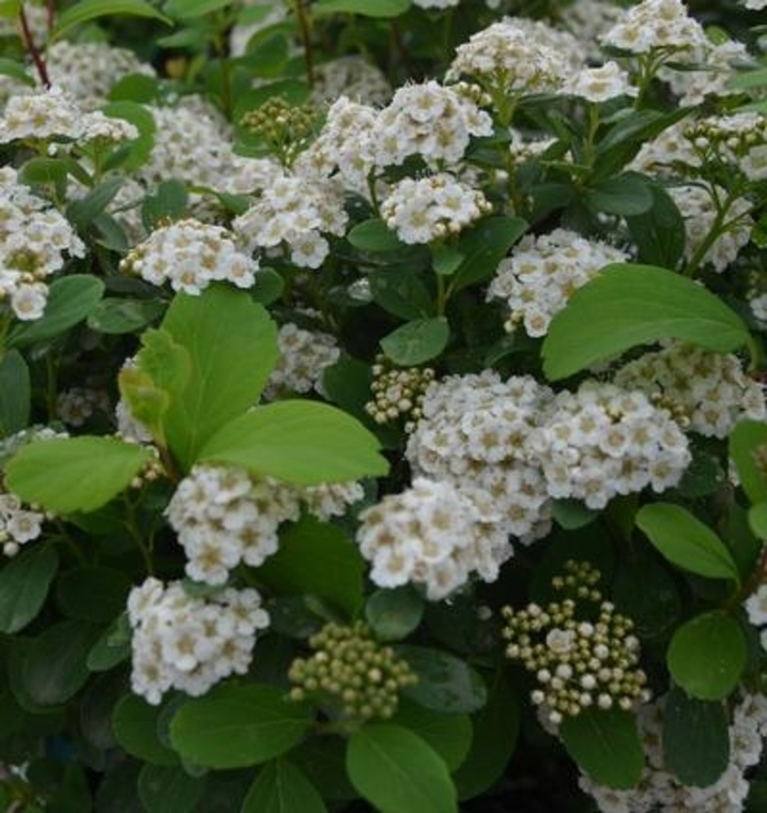 White Frost™ Birchleaf Spiraea - Spiraea betulifolia 'Tor' White Frost™ Birchleaf Spiraea - Spiraea betulifolia 'Tor'