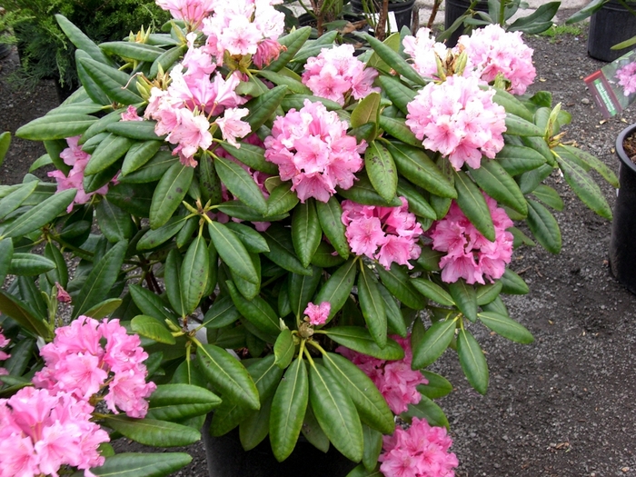 Haaga Rhododendron - Rhododendron x 'Haaga' (H-1) 