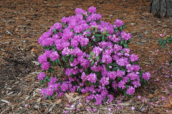 PJM Elite Rhododendron - Rhododendron 'P.J.M. Elite'