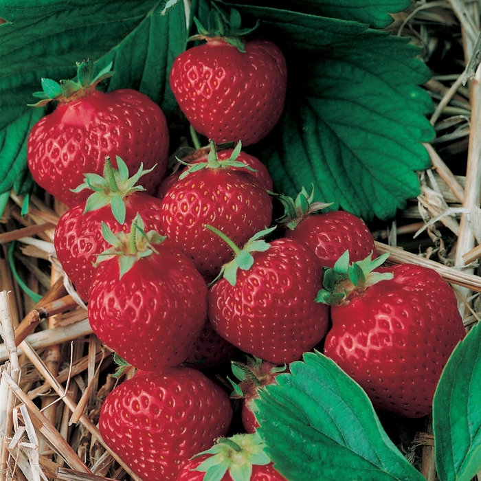 Honeoye Strawberry - Fragaria 